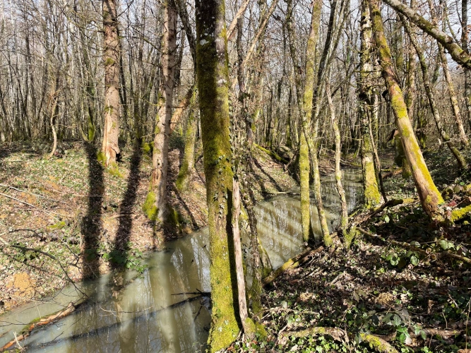 Photos 3 - Forestière - Massif forestier de Douglas en Nivernais de 72 hectares