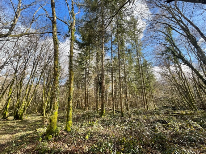 Photos 4 - Forestière - Massif forestier de Douglas en Nivernais de 72 hectares