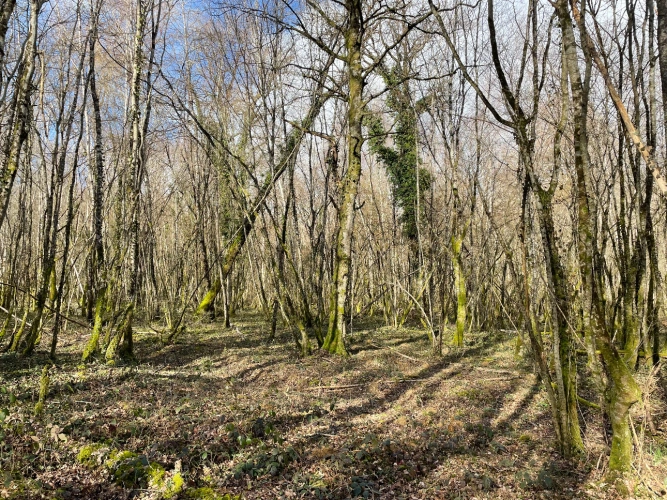 Photos 5 - Forestière - Massif forestier de Douglas en Nivernais de 72 hectares