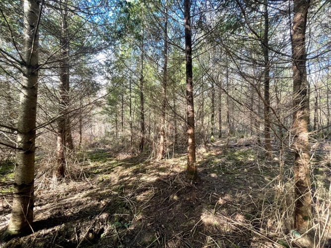 Photos 6 - Forestière - Massif forestier de Douglas en Nivernais de 72 hectares