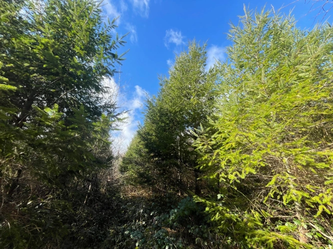 Photos 7 - Forestière - Massif forestier de Douglas en Nivernais de 72 hectares