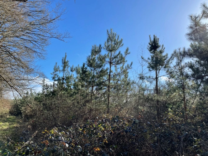 Photos 8 - Forestière - Massif forestier de Douglas en Nivernais de 72 hectares