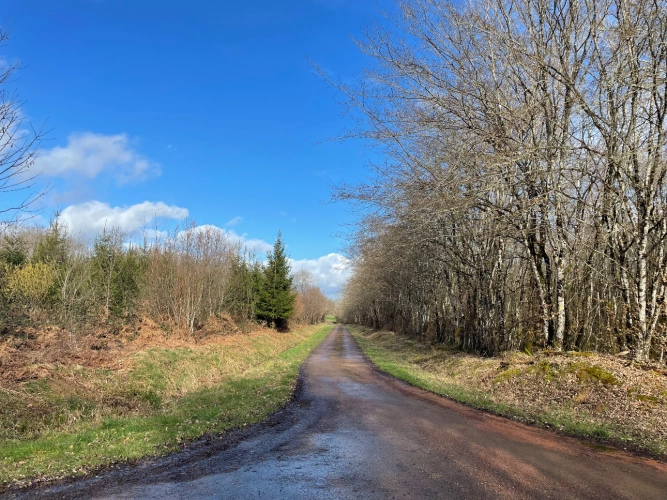 Photos 9 - Forestière - Massif forestier de Douglas en Nivernais de 72 hectares