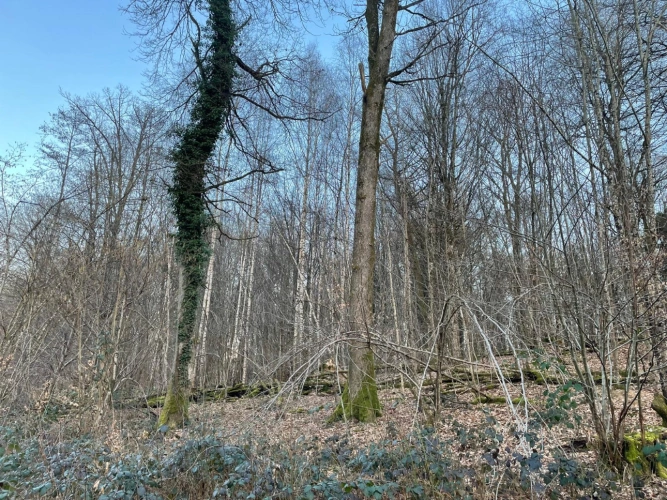 Photos 2 - Forestière - Propriété de chêne de 2,13 ha en Meurthe-et-Moselle