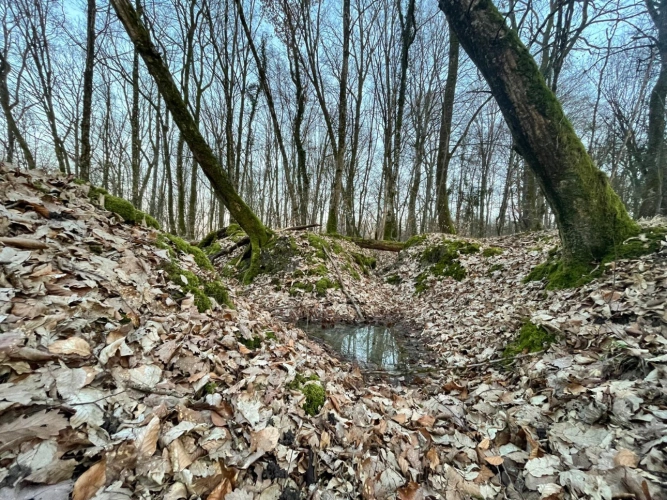 Photos 3 - Forestière - Propriété de chêne de 2,13 ha en Meurthe-et-Moselle
