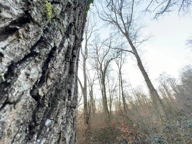 Photos 4 - Forestière - Propriété de chêne de 2,13 ha en Meurthe-et-Moselle