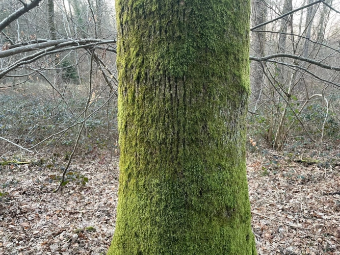 Photos 5 - Forestière - Propriété de chêne de 2,13 ha en Meurthe-et-Moselle