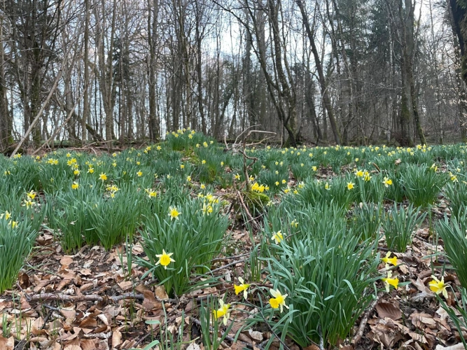 Photos 6 - Forestière - Propriété de chêne de 2,13 ha en Meurthe-et-Moselle