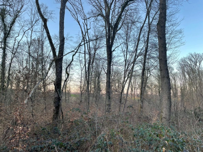 Photos 7 - Forestière - Propriété de chêne de 2,13 ha en Meurthe-et-Moselle