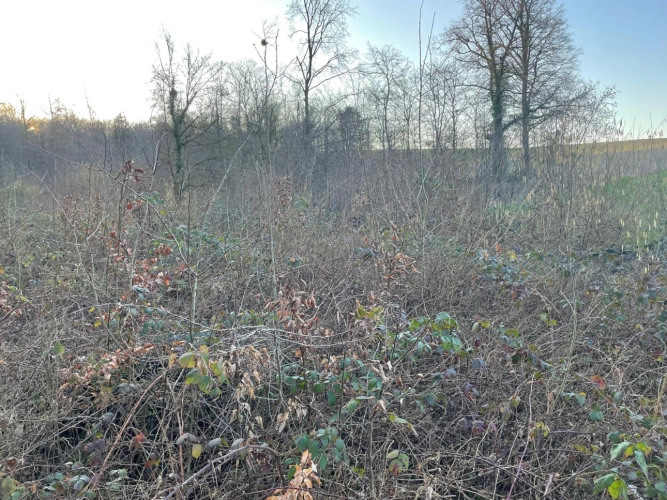 Photos 8 - Forestière - Propriété de chêne de 2,13 ha en Meurthe-et-Moselle