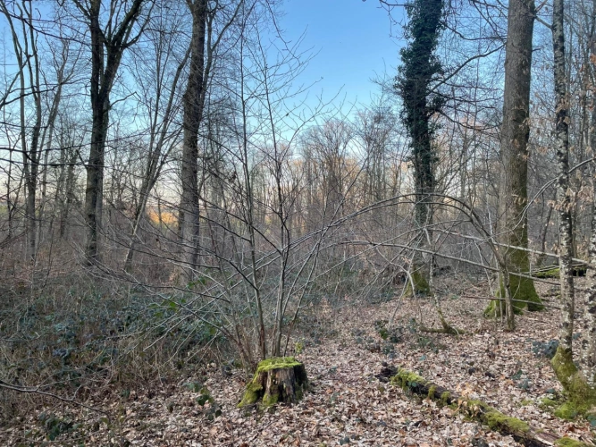 Photos 9 - Forestière - Propriété de chêne de 2,13 ha en Meurthe-et-Moselle