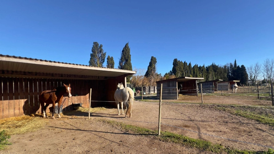 Photos 10 - Équestre - Alpilles : mas provençal authentique avec installations équestres sur 5,5 hectares (13)