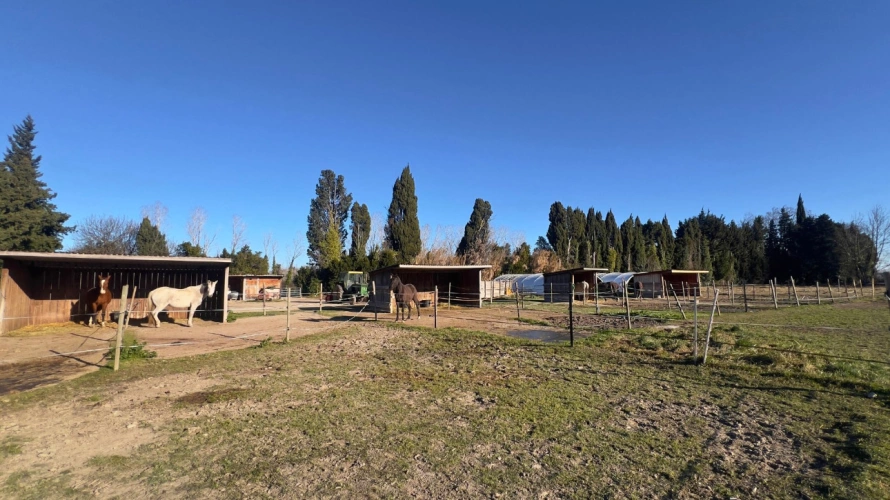 Photos 11 - Équestre - Alpilles : mas provençal authentique avec installations équestres sur 5,5 hectares (13)