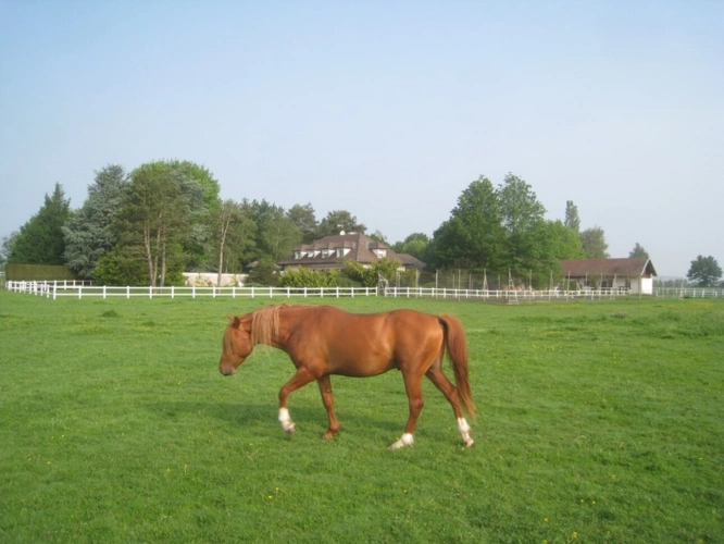 Photos 6 - Prestige - Propriete à vendre sur 35 hectares, 14 pièces piscine, tennis, chasse, pêche, équitation, LE PLANTAY (01)