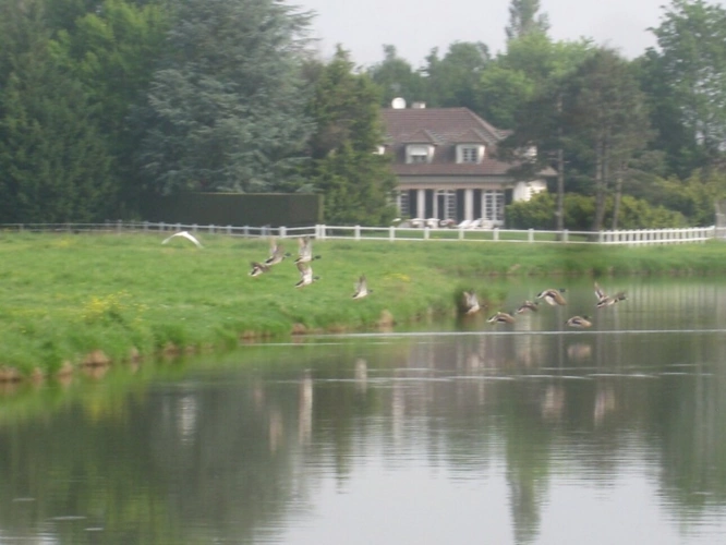 Photos 18 - Prestige - Propriete à vendre sur 35 hectares, 14 pièces piscine, tennis, chasse, pêche, équitation, LE PLANTAY (01)