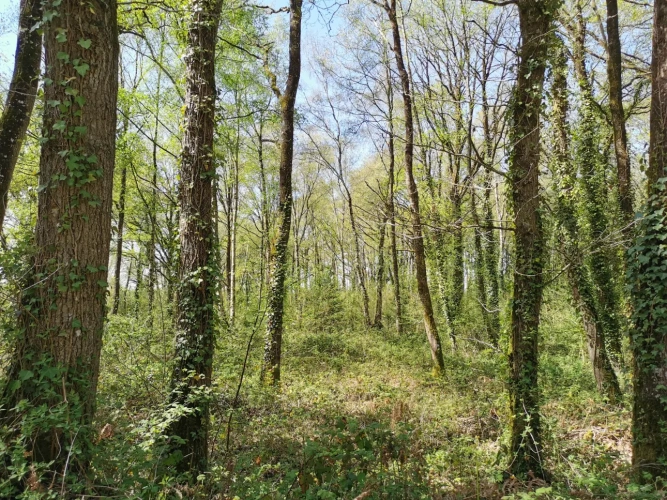 Photos 11 - Rural - pond, woods and meadow