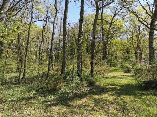 Photos 4 - Rural - pond, woods and meadow