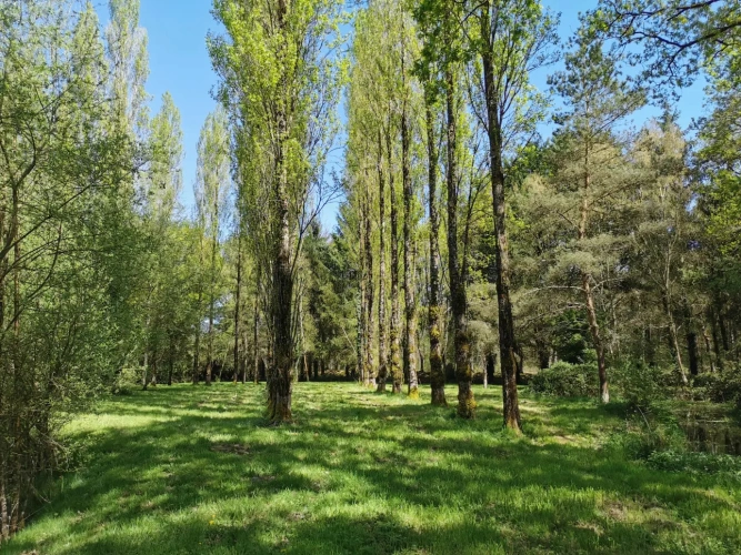 Photos 6 - Rural - pond, woods and meadow
