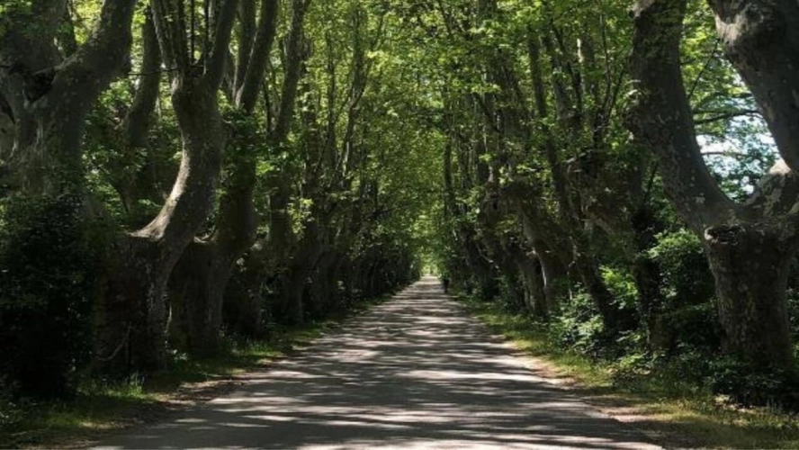 Photos 2 - Rurale - Mas