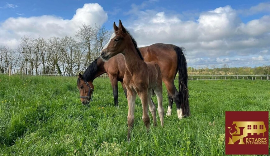 Photos 1 - Équestre - Propriété équestre 3,4 hectares