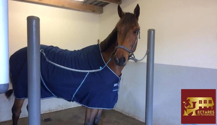 Photos 5 - Équestre - Propriété équestre 3,4 hectares