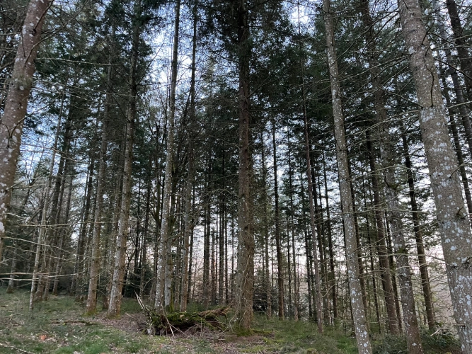 Photos 1 - Forestière - Forêt de douglas dans les Combrailles