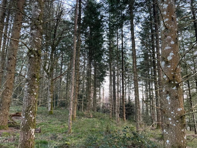 Photos 2 - Forestière - Forêt de douglas dans les Combrailles