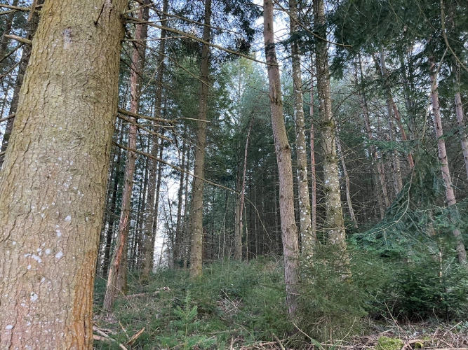 Photos 3 - Forestière - Forêt de douglas dans les Combrailles