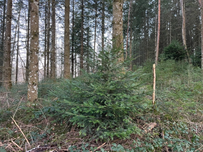 Photos 4 - Forestière - Forêt de douglas dans les Combrailles