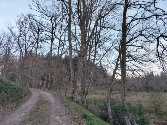 Photos 5 - Forestière - Forêt de douglas dans les Combrailles