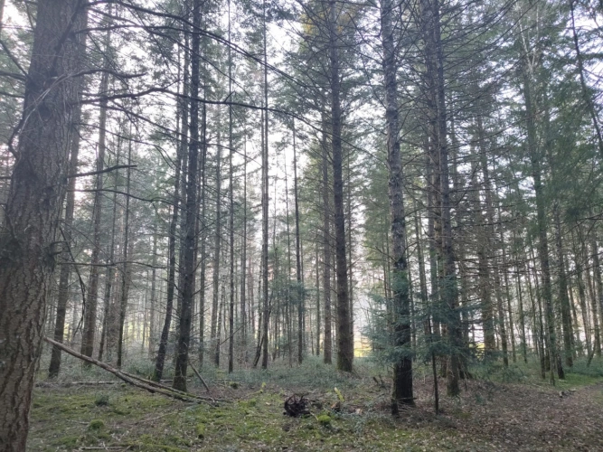 Photos 6 - Forestière - Forêt de douglas dans les Combrailles