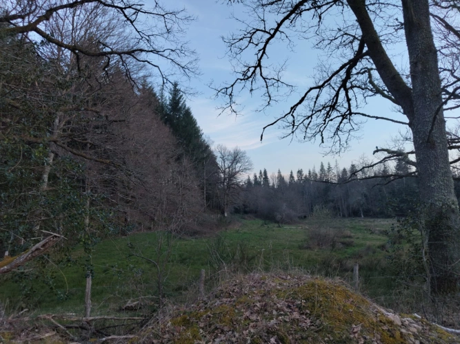Photos 7 - Forestière - Forêt de douglas dans les Combrailles