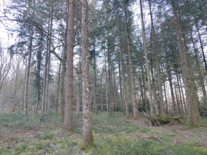 Photos 8 - Forestière - Forêt de douglas dans les Combrailles