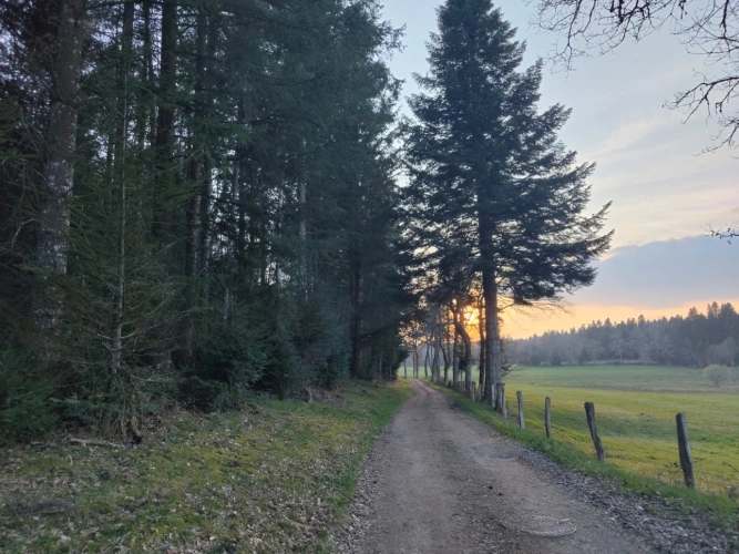 Photos 9 - Forestière - Forêt de douglas dans les Combrailles