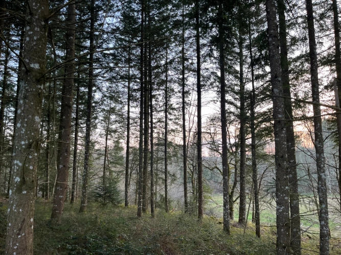 Photos 10 - Forestière - Forêt de douglas dans les Combrailles