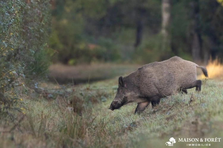 Photos 2 - Prestige - TRÈS BELLE PROPRIÉTÉ DE CHASSE DE 161ha