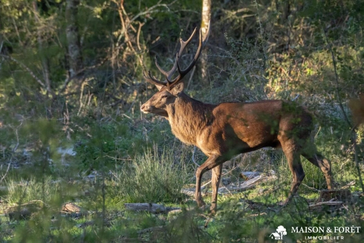 Photos 3 - Prestige - TRÈS BELLE PROPRIÉTÉ DE CHASSE DE 161ha