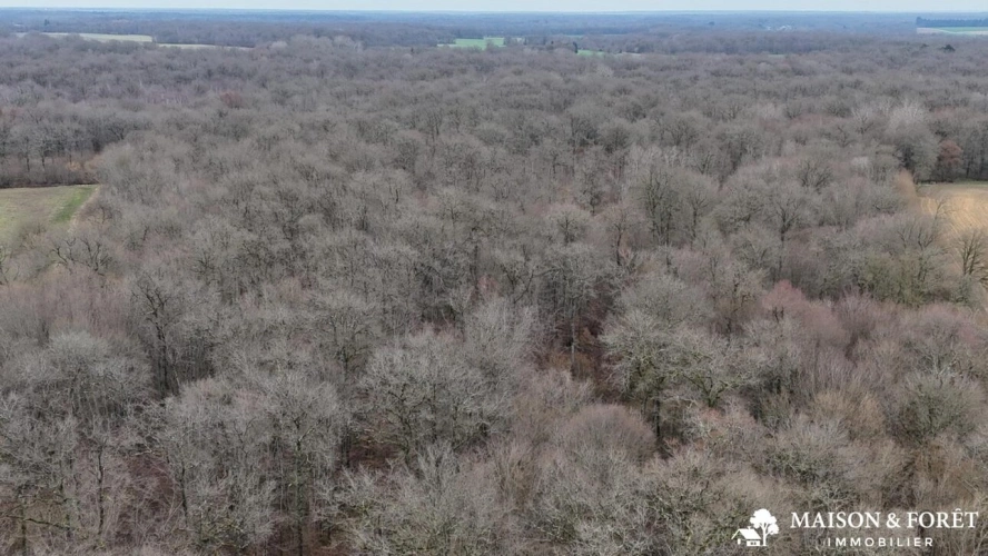 Photos 1 - Rurale - FORÊT de 38 ha