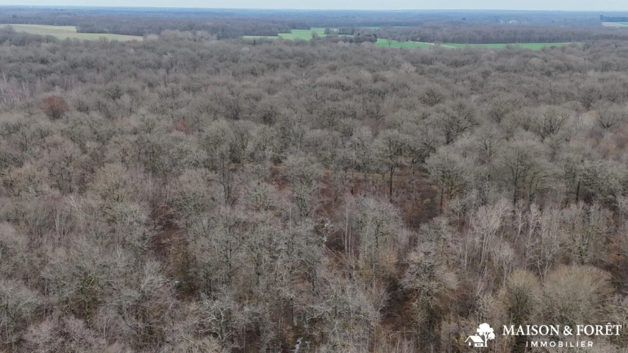Photos 2 - Rurale - FORÊT de 38 ha