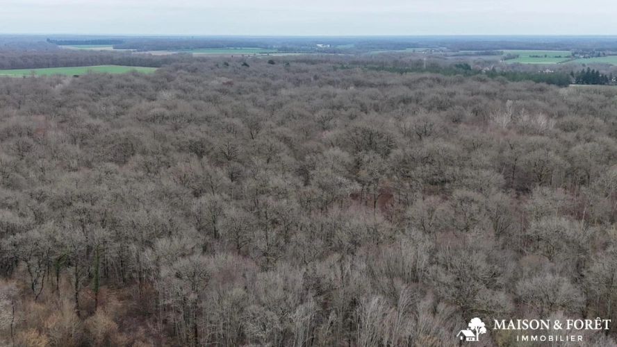 Photos 3 - Rurale - FORÊT de 38 ha