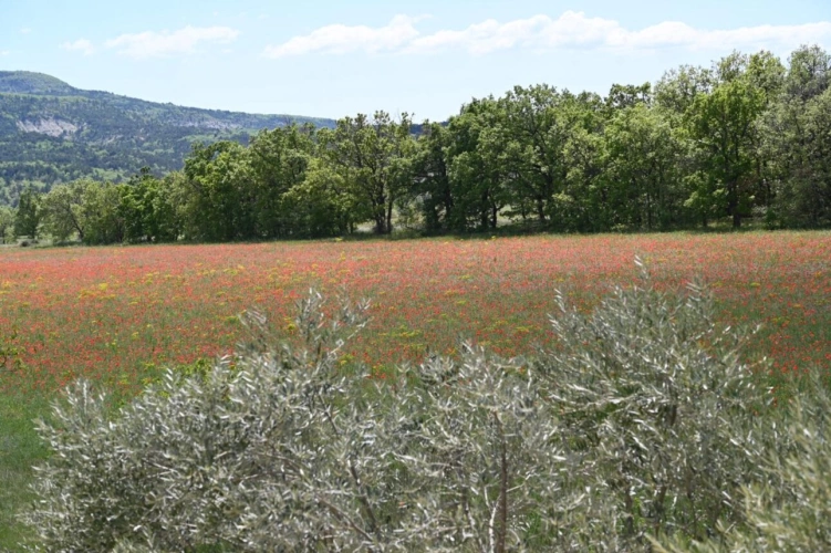 Photos 2 - Prestige - MAS RESTAURE  avec 12 Hectares  et autonome