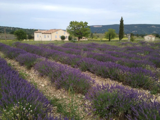 Photos 7 - Prestige - MAS RESTAURE  avec 12 Hectares  et autonome