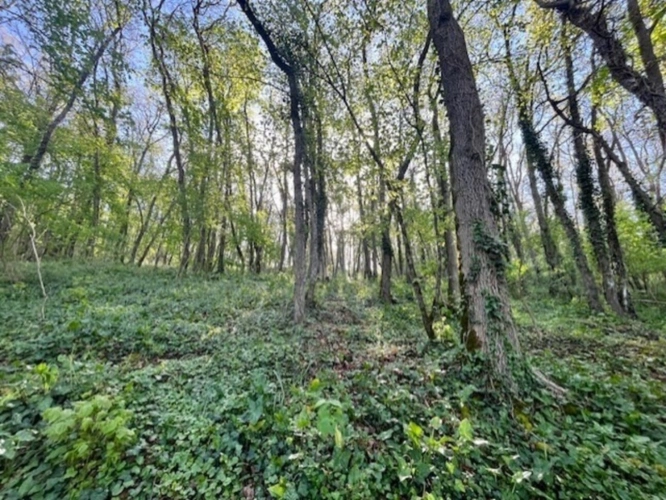 Photos 4 - Rurale - Terrain à vendre de 1 500m² AVAILLES THOUARSAIS (79)