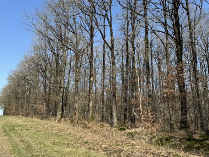 Photos 1 - Agricole - À vendre   Propriété forestière de 78 ha   Indre (36)