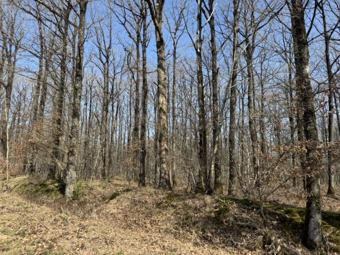Photos 2 - Agricole - À vendre   Propriété forestière de 78 ha   Indre (36)
