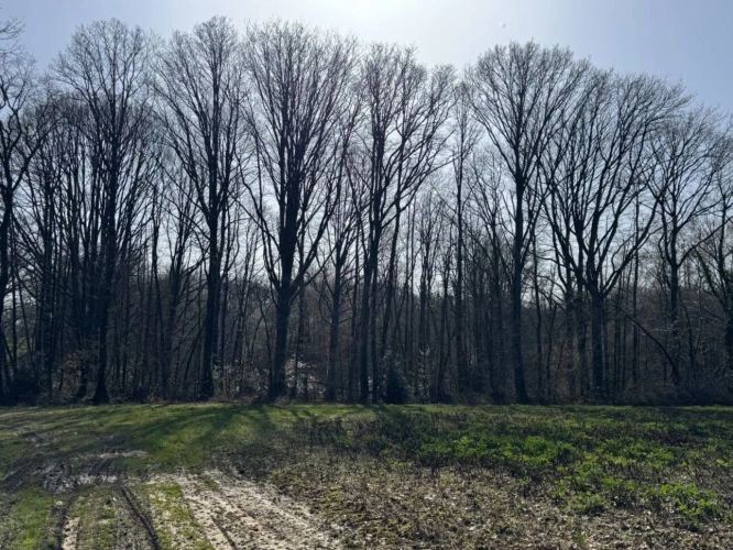 Photos 3 - Agricole - À vendre   Propriété forestière de 78 ha   Indre (36)