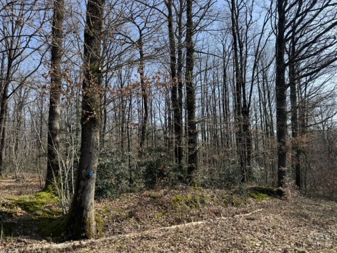 Photos 4 - Agricole - À vendre   Propriété forestière de 78 ha   Indre (36)