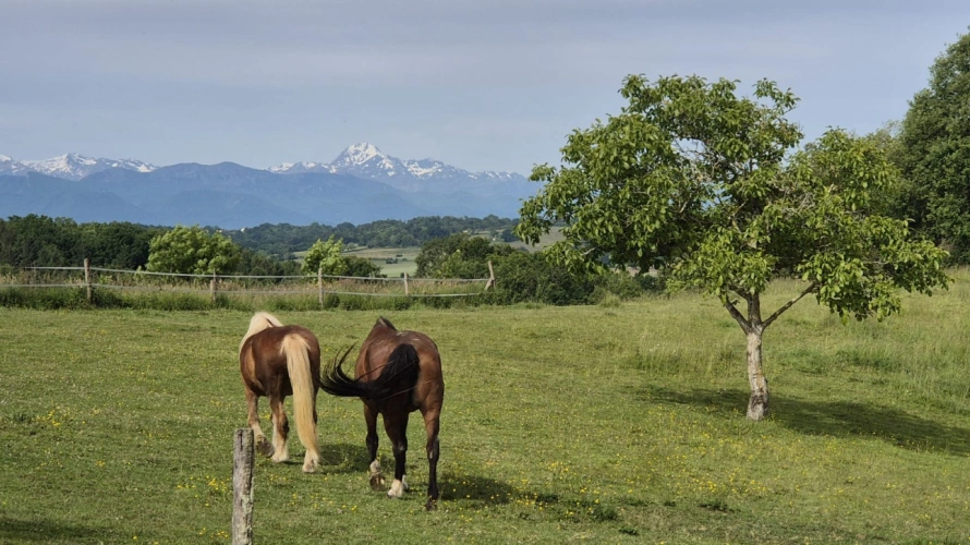 Photos 2 - Équestre - Haute-Garonne : Propriété dexception de 22 hectares au pied des Pyrénées (31)