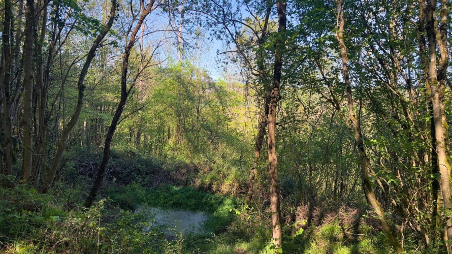 Photos 17 - Équestre - Haute-Garonne : Propriété dexception de 22 hectares au pied des Pyrénées (31)