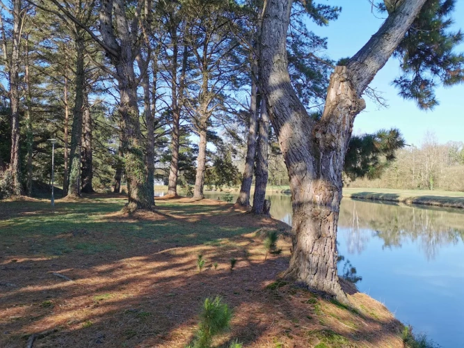 Photos 2 - Forestière - Guinguette